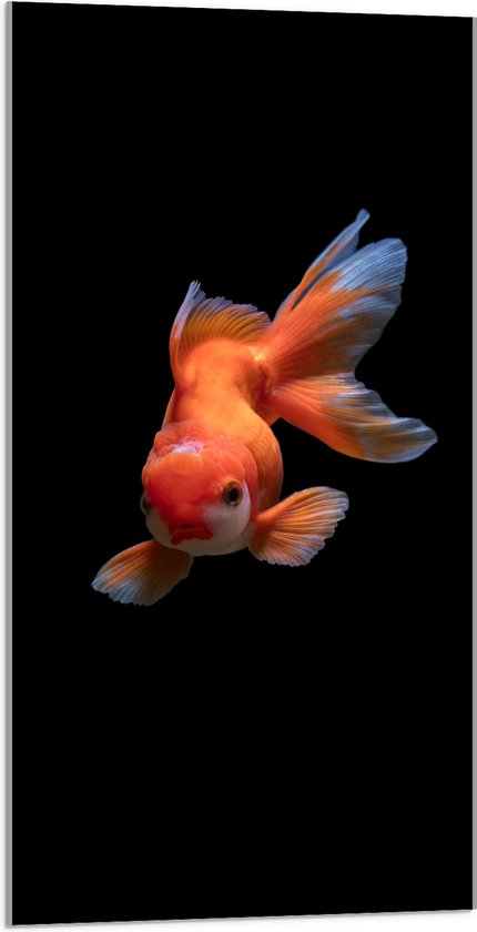 WallClassics - Acrylglas - Oranje Tropische Vis tegen Zwarte Achtergrond - 50x100 cm Foto op Acrylglas (Wanddecoratie op Acrylaat)