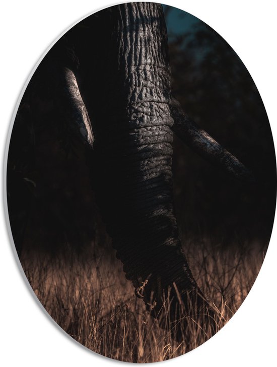 WallClassics - PVC Schuimplaat Ovaal - Slurf van Olifant tussen Hoog Droog Gras - 30x40 cm Foto op Ovaal (Met Ophangsysteem)