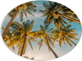 PVC Schuimplaat Ovaal - Onderaanzicht van Hoge Palmbomen in het Zonlicht - 56x42 cm Foto op Ovaal (Met Ophangsysteem)