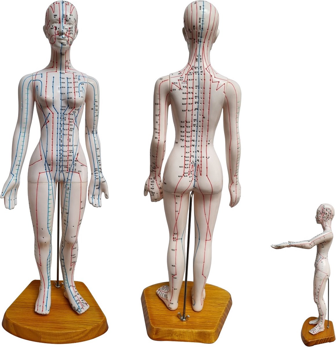 Acupunctuur en meridianen model (vrouw, 50 cm)