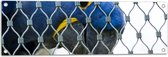 Tuinposter – Blauw Gele Papegaai achter Hek - 90x30 cm Foto op Tuinposter (wanddecoratie voor buiten en binnen)