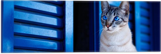 Vlag - Grijze Kat met Blauwe Ogen - 60x20 cm Foto op Polyester Vlag