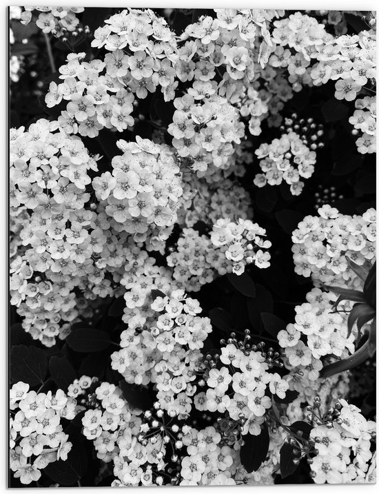 Dibond - Dicht Begroeide Bloemen Struik (Zwart- wit) - 60x80 cm Foto op Aluminium (Met Ophangsysteem)