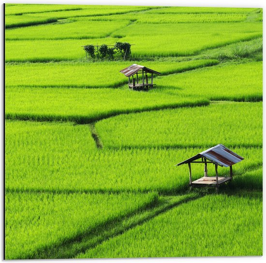 Dibond - Houten Hutjes in Grote Groene Rijstvelden in Vietnam - 50x50 cm Foto op Aluminium (Met Ophangsysteem)