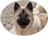 WallClassics - PVC Schuimplaat Ovaal - Vrolijke Bruine Puppy - 68x51 cm Foto op Ovaal (Met Ophangsysteem)