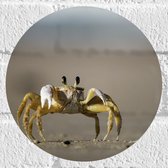 WallClassics - Muursticker Cirkel - Krab op het Strand - 20x20 cm Foto op Muursticker
