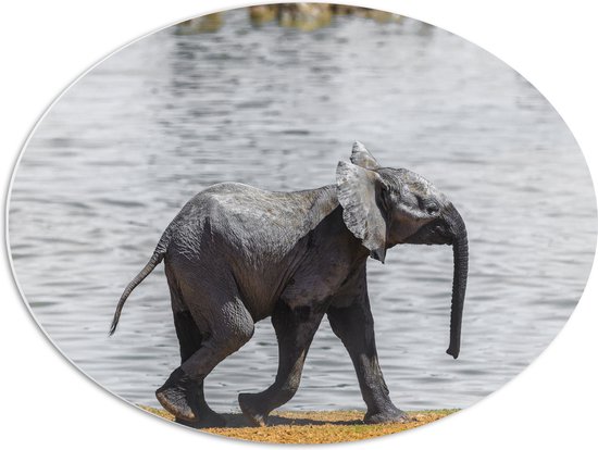 WallClassics - PVC Schuimplaat Ovaal - Grijze Olifant Wandelt langs het Water - 68x51 cm Foto op Ovaal (Met Ophangsysteem)