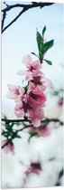 WallClassics - Drapeau - Branche avec Fleurs Roses - 40x120 cm Photo sur Drapeau Polyester
