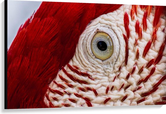 WallClassics - Canvas - Close-Up van een Oog van een Vogel - 120x80 cm Foto op Canvas Schilderij (Wanddecoratie op Canvas)