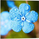 WallClassics - Acrylglas - Blauw Bloempje met Waterdruppels - 50x50 cm Foto op Acrylglas (Met Ophangsysteem)