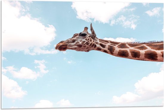 WallClassics - Acrylglas - Giraf in de Lucht - 75x50 cm Foto op Acrylglas (Wanddecoratie op Acrylaat)