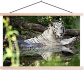 Porte-affiche avec affiche - Affiche scolaire - Tigre Witte dans l'eau - 60x40 cm - Lattes vierges