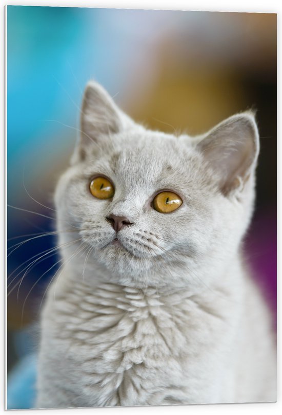 PVC Schuimplaat- Britse Langhaar Kitten met Gele Ogen - 60x90 cm Foto op PVC Schuimplaat