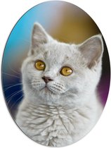 Dibond Ovaal - Britse Langhaar Kitten met Gele Ogen - 60x80 cm Foto op Ovaal (Met Ophangsysteem)