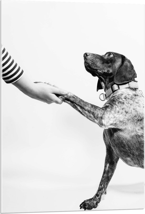 WallClassics - Acrylglas - Hond Geeft Poot Zwart - Wit - 60x90 cm Foto op Acrylglas (Wanddecoratie op Acrylaat)