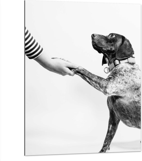 WallClassics - Dibond - Hond Geeft Poot Zwart - Wit - 75x100 cm Foto op Aluminium (Met Ophangsysteem)