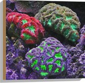 WallClassics - Hout - Gekleurd Koraal - 50x50 cm - 9 mm dik - Foto op Hout (Met Ophangsysteem)