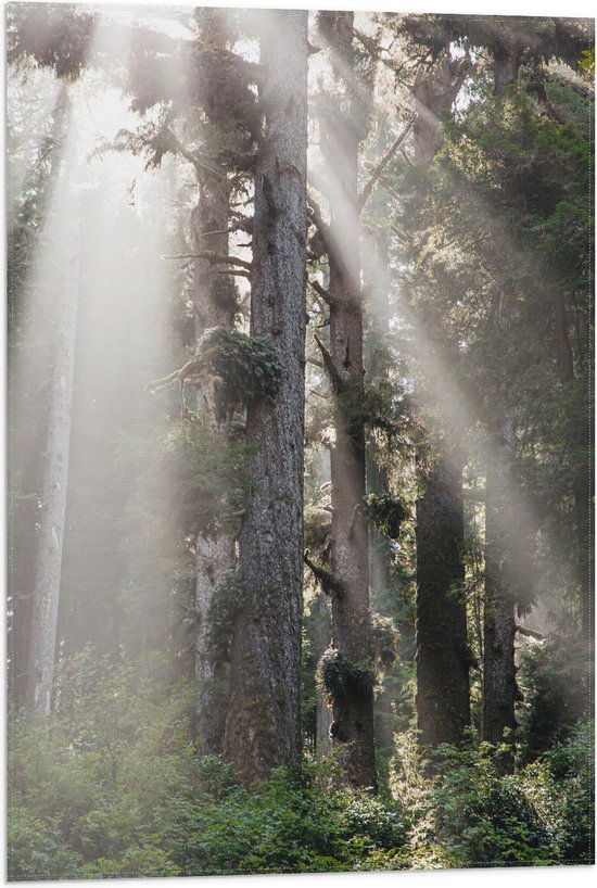 WallClassics - Drapeau - Rayons de soleil dans une forêt - Photo 50x75 cm sur drapeau en polyester