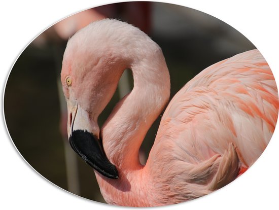 WallClassics - PVC Schuimplaat Ovaal - Flamingo in de Zon - 80x60 cm Foto op Ovaal (Met Ophangsysteem)