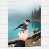 WallClassics - Muursticker - Canadese Taigagaai Vogel op een Hand - 50x75 cm Foto op Muursticker
