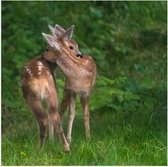 WallClassics - Poster Glanzend – Twee Knuffelende Hertjes - 50x50 cm Foto op Posterpapier met Glanzende Afwerking