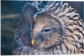 WallClassics - Drapeau - Hibou endormi - 60x40 cm Photo sur Drapeau Polyester
