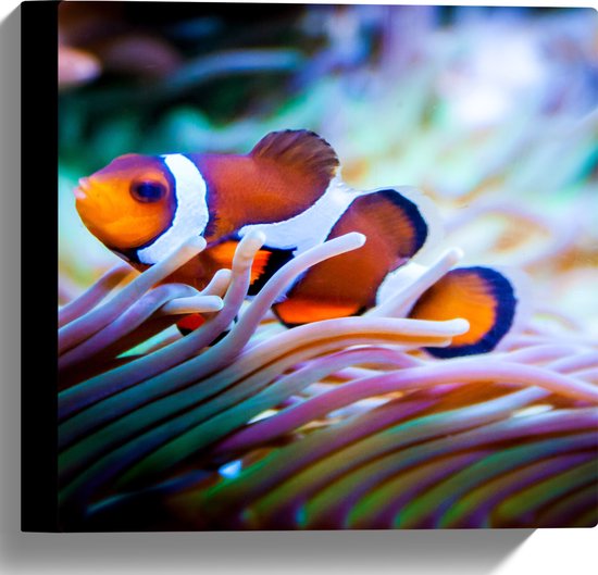 WallClassics - Canvas - Clownvis in een Aquarium - 30x30 cm Foto op Canvas Schilderij (Wanddecoratie op Canvas)