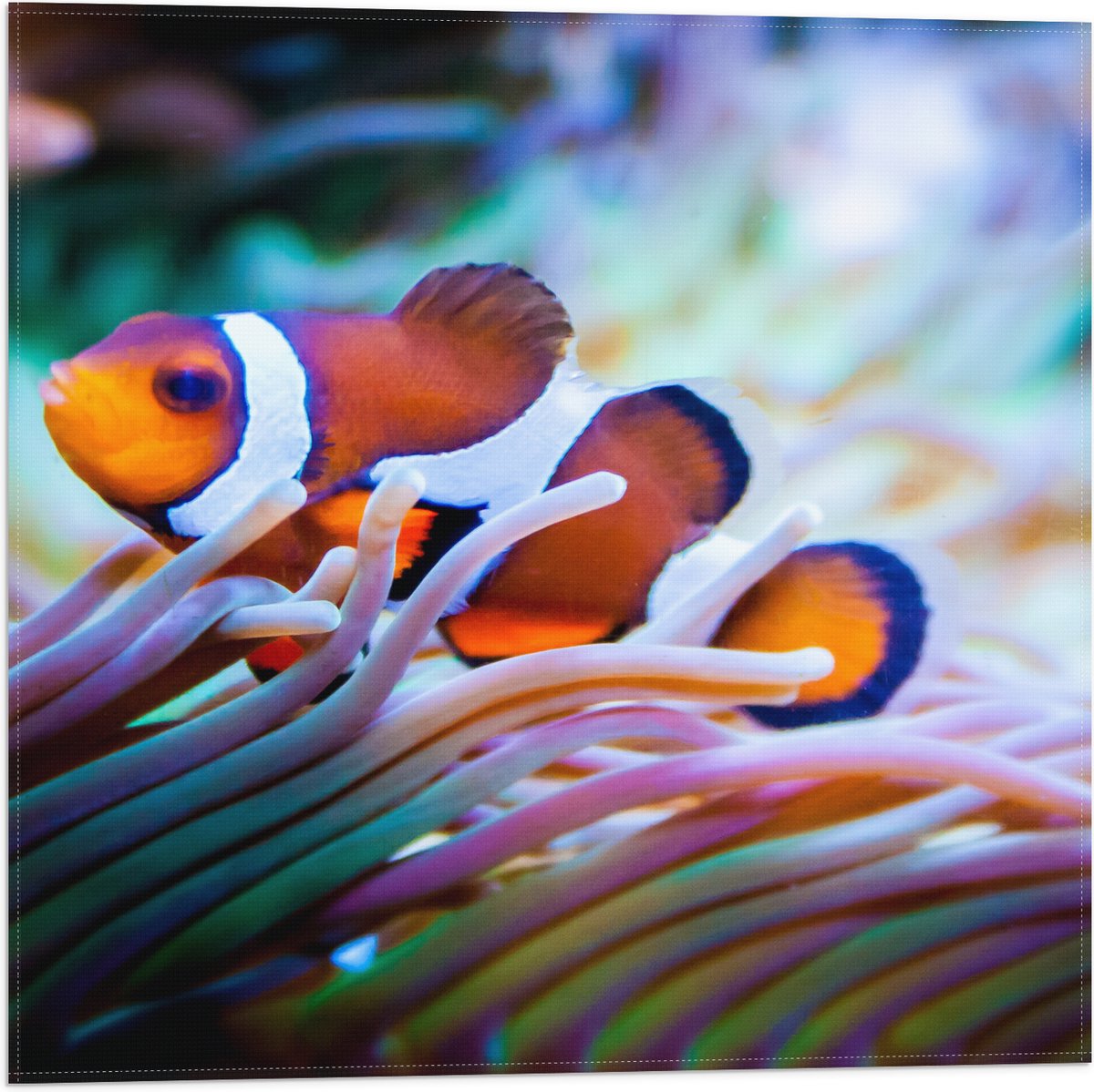 Vlag - Clownvis in een Aquarium - 50x50 cm Foto op Polyester Vlag