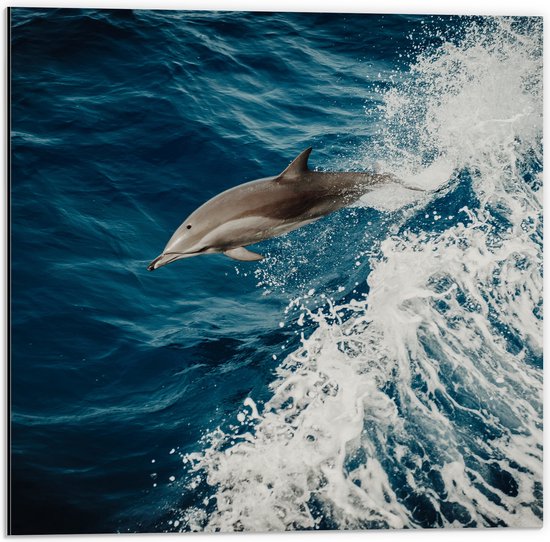WallClassics - Dibond - Springende Dolfijn in de Golvende Zee - 50x50 cm Foto op Aluminium (Wanddecoratie van metaal)