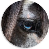 WallClassics - Cercle mural en panneau de mousse PVC - Œil de cheval - Photo 30 x 30 cm sur cercle mural (avec système de suspension)