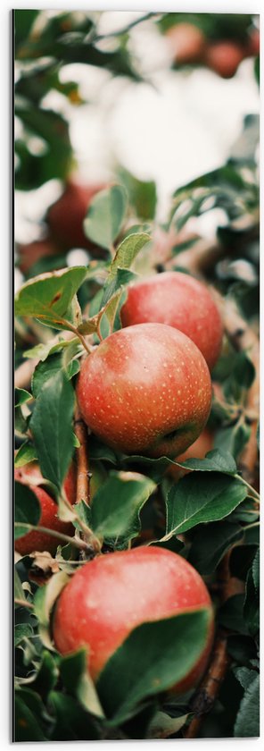 WallClassics - Dibond - Appels in de Boom - 30x90 cm Foto op Aluminium (Wanddecoratie van metaal)