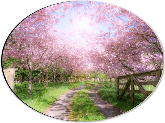 WallClassics - Dibond Ovaal - Roze Bloesem langs een Zandweg - 40x30 cm Foto op Ovaal (Met Ophangsysteem)