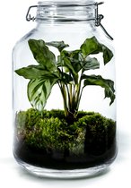 Growing Concepts DIY Duurzaam Ecosysteem Weckpot 5L - Planten - Calathea - H28xØ18cm