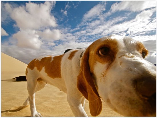 WallClassics - Poster (Mat) - Close-Up van Snuffelende Hond - 40x30 cm Foto op Posterpapier met een Matte look