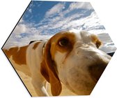 WallClassics - Dibond Hexagon - Close-Up van Snuffelende Hond - 40x34.8 cm Foto op Hexagon (Met Ophangsysteem)
