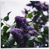 WallClassics - Tuinposter – Vlinder op Paarse Bloemen - 50x50 cm Foto op Tuinposter (wanddecoratie voor buiten en binnen)