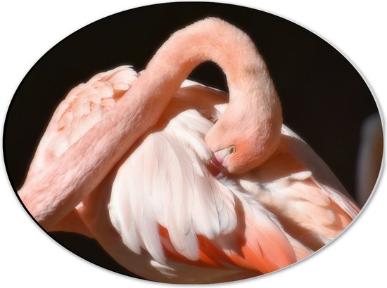 WallClassics - Dibond Ovaal - Flamingo verstopt z'n Kop - 40x30 cm Foto op Ovaal (Met Ophangsysteem)