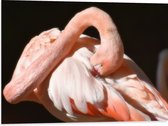 WallClassics - Dibond - Flamingo verstopt z'n Kop - 80x60 cm Foto op Aluminium (Met Ophangsysteem)