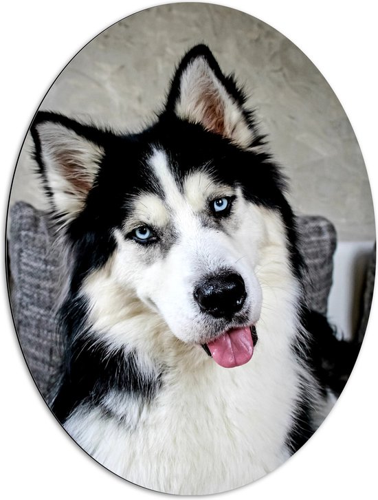 WallClassics - Dibond Ovaal - Vrolijke Witte met Zwarte Hond - 72x96 cm Foto op Ovaal (Met Ophangsysteem)