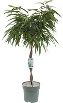 Ficus Mahori (Alii) gevlochten stam - met watermeter - 110cm hoog -  Ø27cm