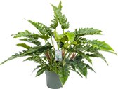 Philodendron Rambo met watermeter - 70 cm hoog Ø27cm