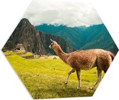 WallClassics - Plaque de Mousse PVC Hexagone - Lama entre les Montagnes - 70x60,9 cm Photo sur Hexagone (Avec Système d'accrochage)