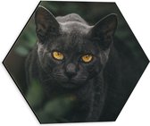 WallClassics - Dibond Hexagon - Burmese Kat - 30x26.1 cm Foto op Hexagon (Met Ophangsysteem)