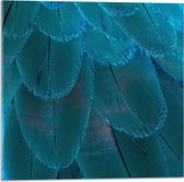 WallClassics - Acrylglas - Blauwe Veren - 50x50 cm Foto op Acrylglas (Wanddecoratie op Acrylaat)