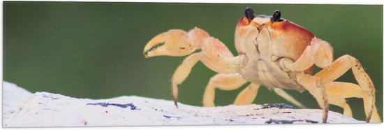 WallClassics - Drapeau - Crabe dans le Sable - 90x30 cm Photo sur Drapeau Polyester