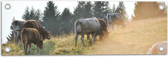 WallClassics - Tuinposter – Koeien in de Zon - 60x20 cm Foto op Tuinposter  (wanddecoratie voor buiten en binnen)