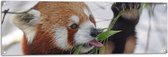 WallClassics - Tuinposter – Kleine Panda Etend aan Blaadje - 120x40 cm Foto op Tuinposter  (wanddecoratie voor buiten en binnen)
