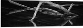 WallClassics - Dibond - Smalle Takken (zwart/wit) - 150x50 cm Foto op Aluminium (Wanddecoratie van metaal)