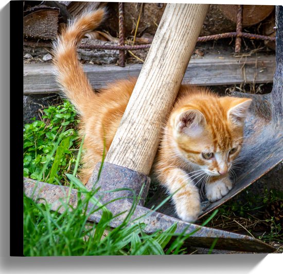 WallClassics - Canvas  - Kitten in de Tuin - 40x40 cm Foto op Canvas Schilderij (Wanddecoratie op Canvas)