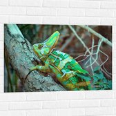 WallClassics - Muursticker - Jemenkameleon  in de Natuur - 90x60 cm Foto op Muursticker